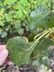 Macremphytus testaceus