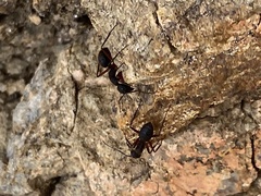Camponotus rufipes