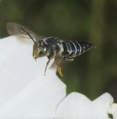 Coelioxys rufitarsis