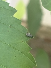 Pseudoedophrys hilleri