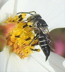 Coelioxys rufitarsis