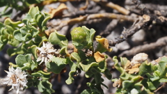 Ericameria cuneata macrocephala