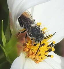 Coelioxys rufitarsis