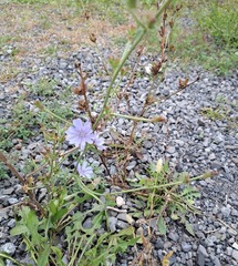 Cichorium intybus