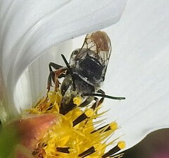 Coelioxys rufitarsis