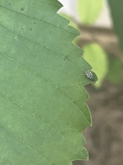 Pseudoedophrys hilleri