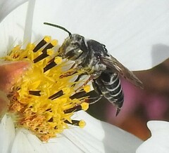 Coelioxys rufitarsis