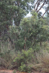 Melaleuca nervosa