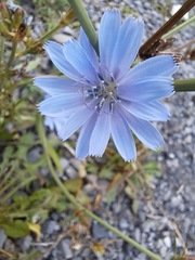 Cichorium intybus