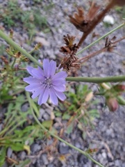 Cichorium intybus