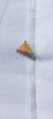 Pyrausta bicoloralis