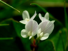 Trifolium subterraneum