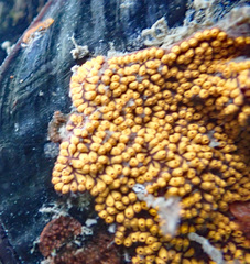 Botrylloides diegensis