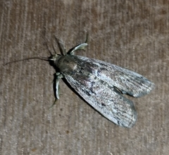 Pyraloidea