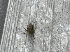 Aetalion reticulatum