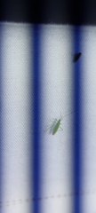 Hemiptera