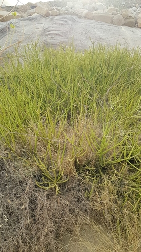 Euphorbia schimperi