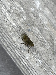 Aetalion reticulatum