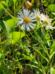 Symphyotrichum lanceolatum