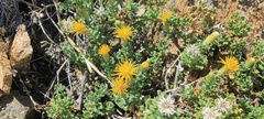 Ericameria cuneata macrocephala