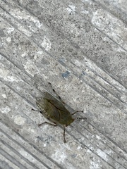 Aetalion reticulatum