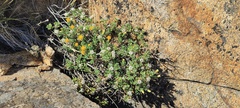 Ericameria cuneata macrocephala