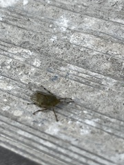 Aetalion reticulatum