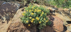 Ericameria cuneata macrocephala