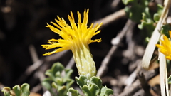 Ericameria cuneata macrocephala