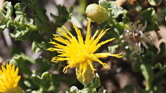 Ericameria cuneata macrocephala