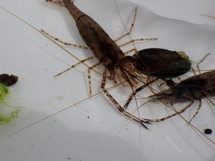 Macrobrachium australe