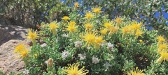 Ericameria cuneata macrocephala