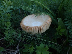 Agrocybe molesta