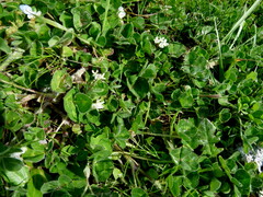 Trifolium subterraneum