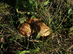Suillus