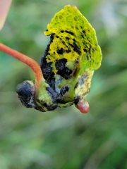 Thecabius populimonilis