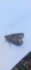 Hypena scabra