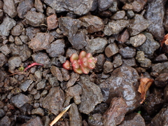 Sedum divergens