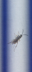 Ceropales maculata