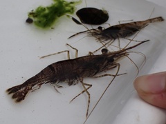 Macrobrachium australe