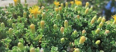 Ericameria cuneata macrocephala