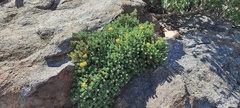 Ericameria cuneata macrocephala