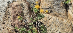 Ericameria cuneata macrocephala