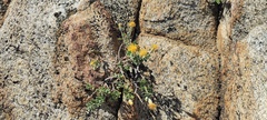 Ericameria cuneata macrocephala