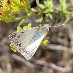 Heliopetes ericetorum