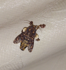 Phobetron hipparchia