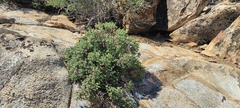 Ericameria cuneata macrocephala