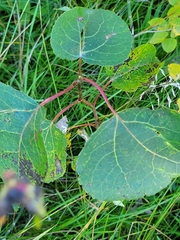 Thecabius populimonilis
