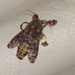 Phobetron hipparchia