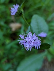 Elephantopus carolinianus